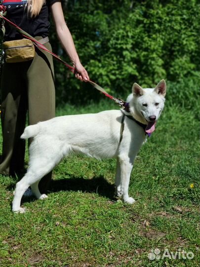 Супра ищет дом