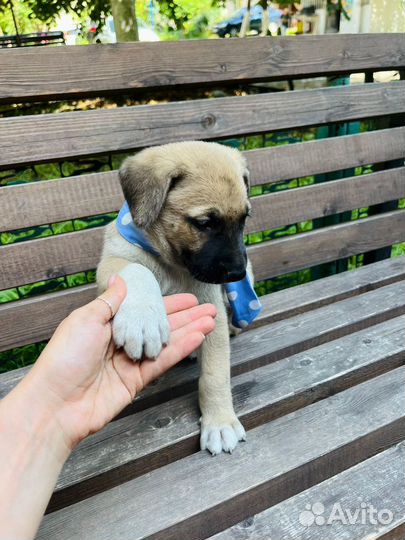 Щенок мальчик