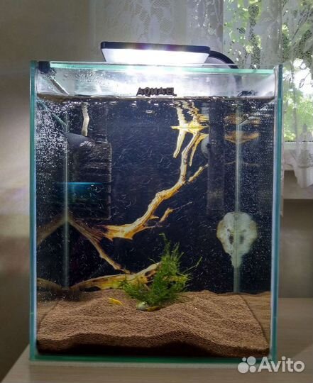 Коряги,Аквариум Креветочник, 19 л