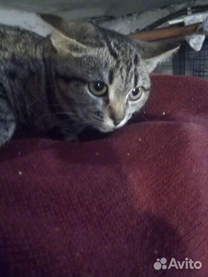 Котёнок девочка в добрые руки