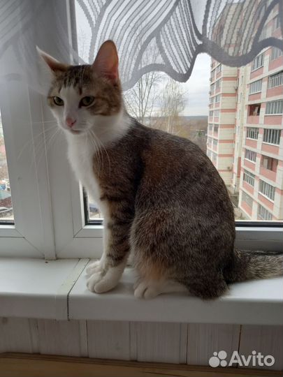 Кошка