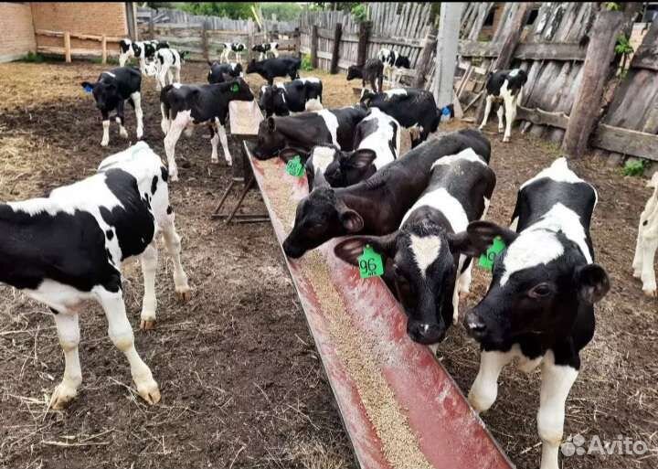 Продаем телята бычки и телочки
