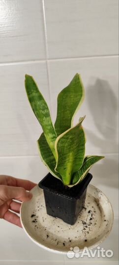 Сансевиерия ханни, маточная детка, макс.выс.40см