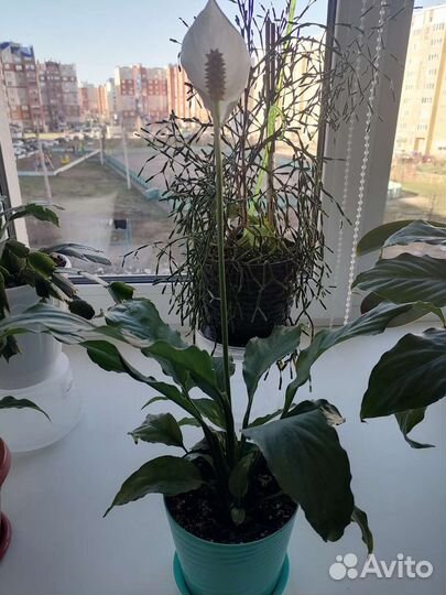 Спатифиллум (женское счастье)