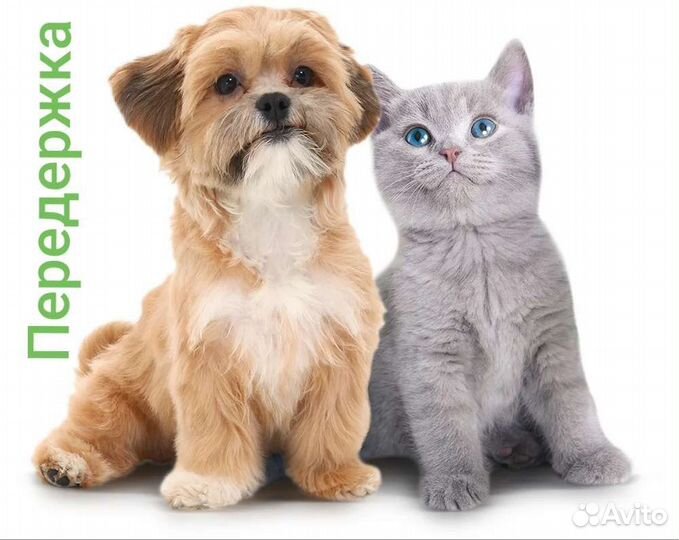 Передержка дом.питомцев. Гостиница для животных