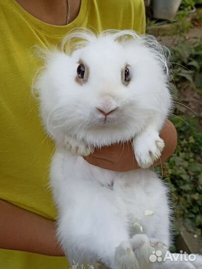 Отдам кролика