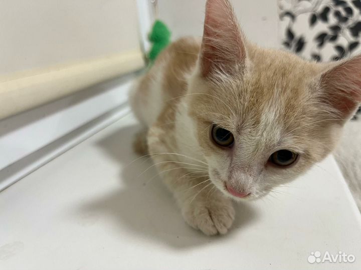 Котенок в добрые руки мальчик бело-рыжий