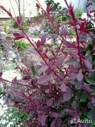 Саженцы Декоративных красивоцветущих кустарников