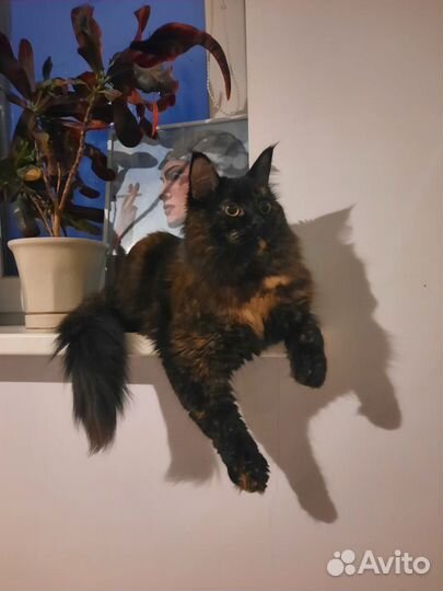 Отдам в добрые руки кошку