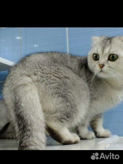 Шотландские скотиши