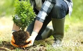 Разнорабочий в питомник растений