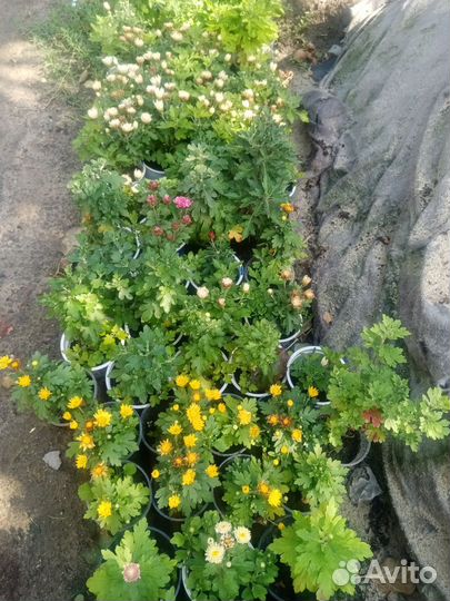 Хризантемы мультифлора