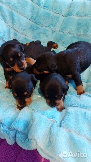 Щенки ягдтерьера