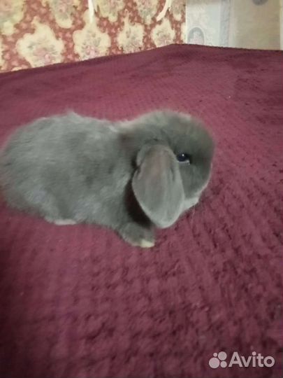 Декоративные карликовые крольчата