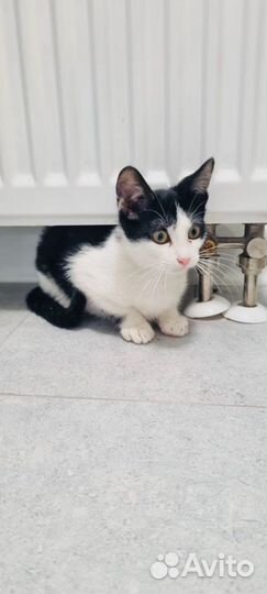 Преданный, ласковый малыш котёнок