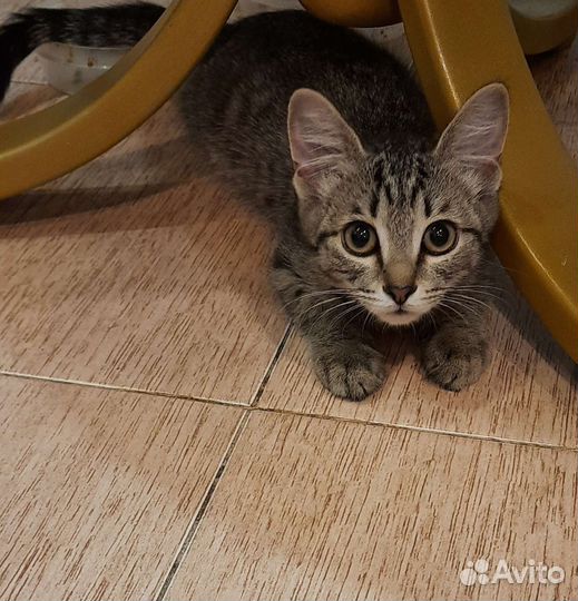 Кошка