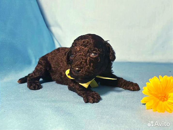 Карликовый пудель девочка