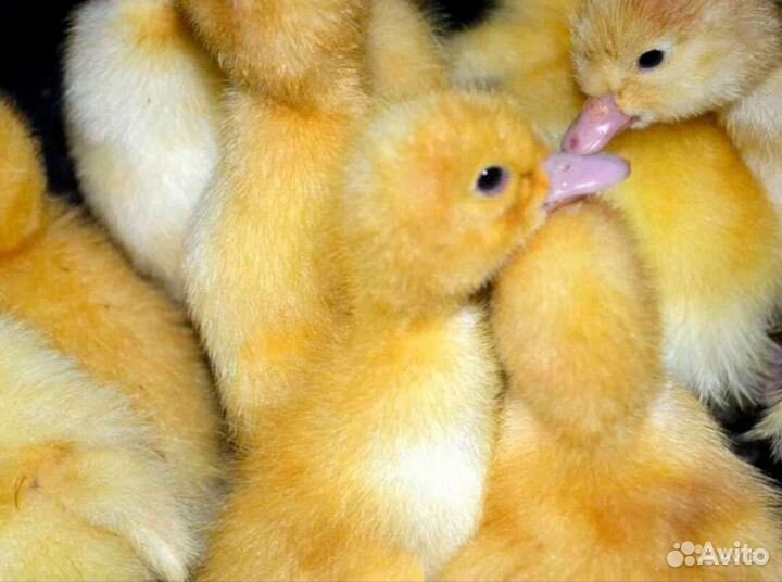 Утята бройлерные скороспелые Ск-6