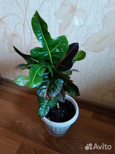 Кодиеум кротон