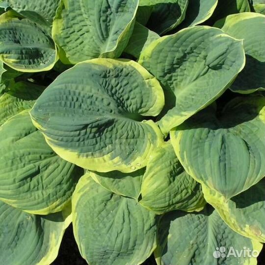 Хоста пизас (pizzazz) Высота от 25см