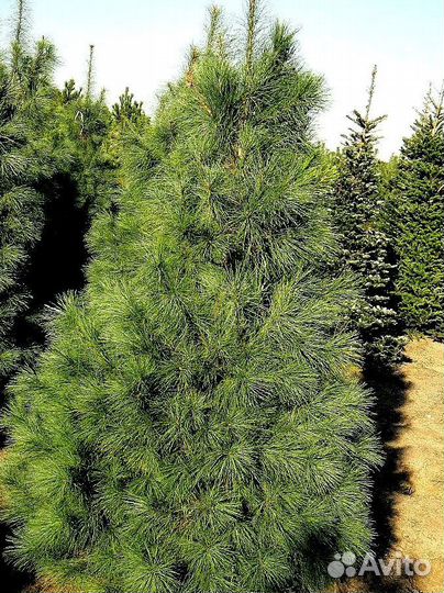 Высокая сосна на участок