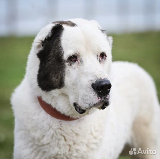 Алабай в дар