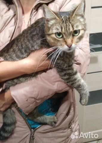 Отдам кошку в добрые руки