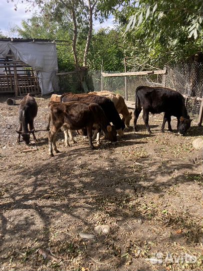 Быки и телки