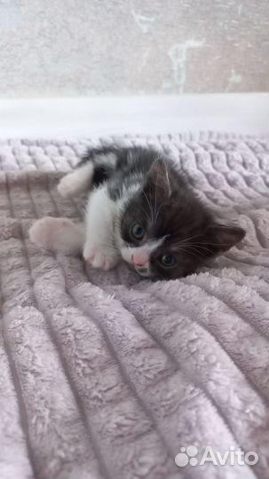 Отдам котенка в добрые руки породистые