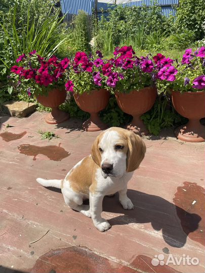 Щенок бигль мальчик