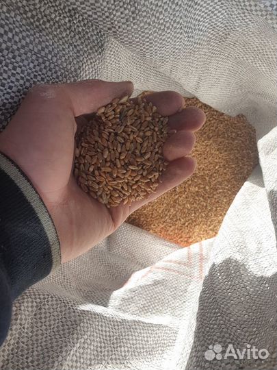 Продажа пшеницы, ячменя, овса, комбикорма
