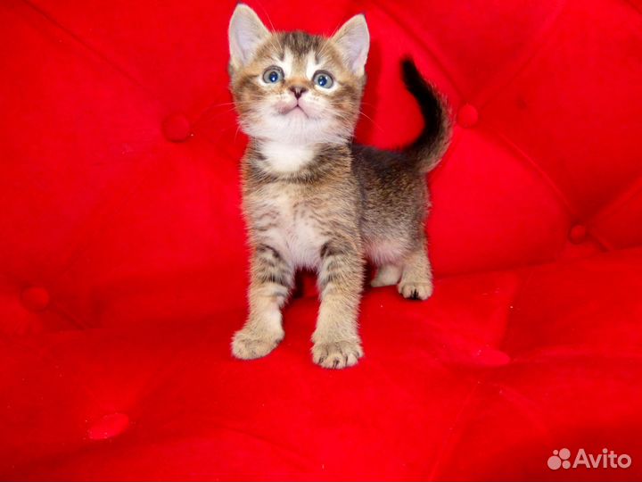 Шотландские котята, девочки, чёрное золото