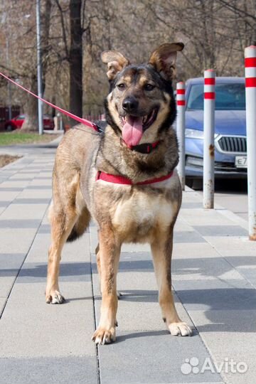 Собаки бесплатно