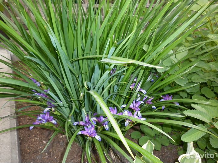 Саженцы ириса