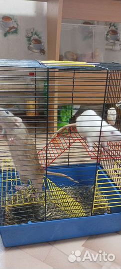 Крысы дамбо девочки