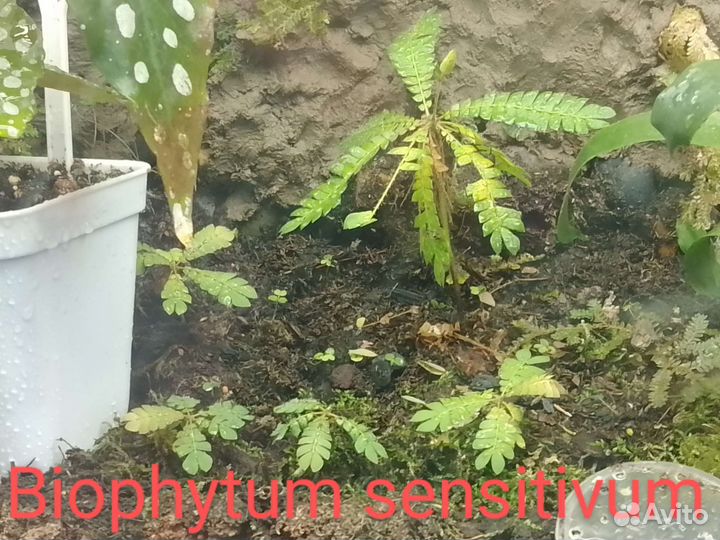 Растения для террариума, растения для флорариума