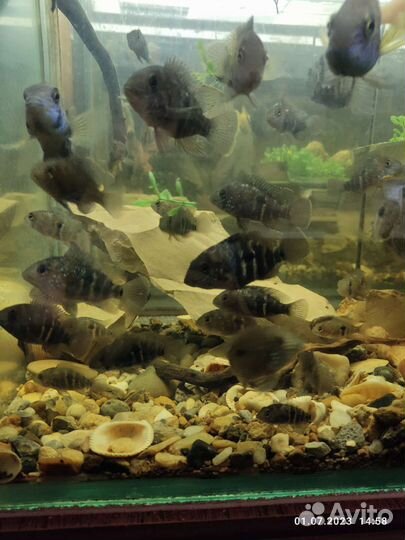 Бирюзовая акара