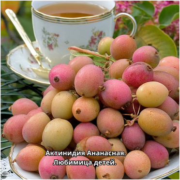 Ананасное киви на Урале. Актинидия - лиана 2 года