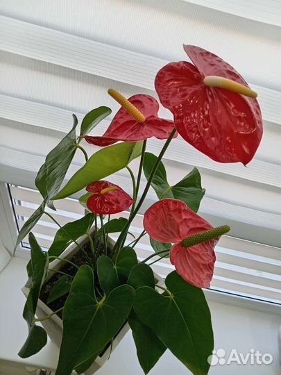 Фикус Бенджамина Твайлайт. Антуриум Калифорния