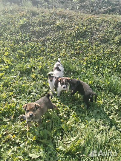 Щенки