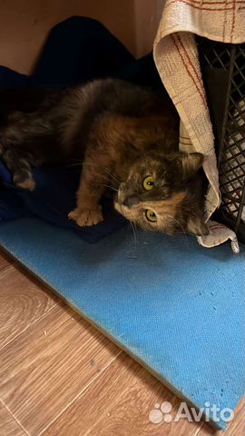 Котик в дар