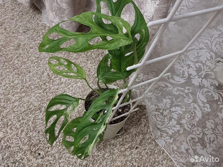 Индоминт вар монстера