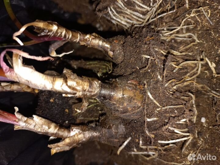 Зефирантес