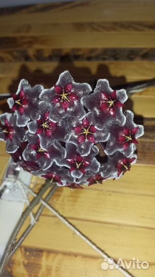 Хойя Пубикалис Ред батон