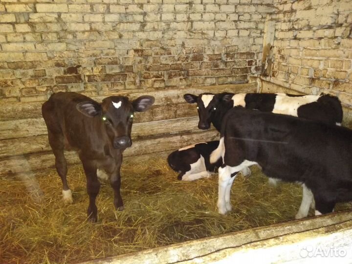 Телята бычки