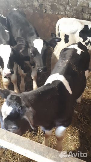 Бычки.Большое нагаткино