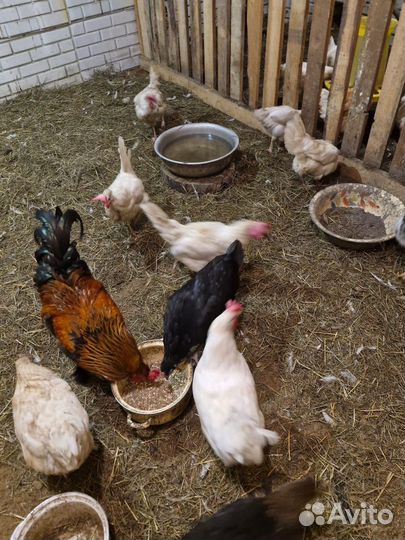 Молодые петухи и куры