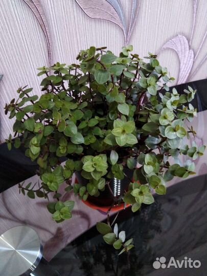 Комнатные растения цветы