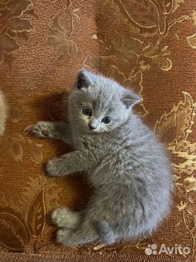 Британские котята