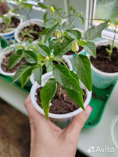 Острый перец